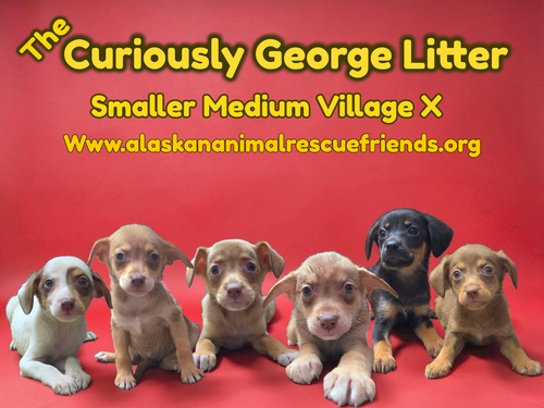 The Curiously George Litter, an adoptable Australian Kelpie in Anchorage, AK