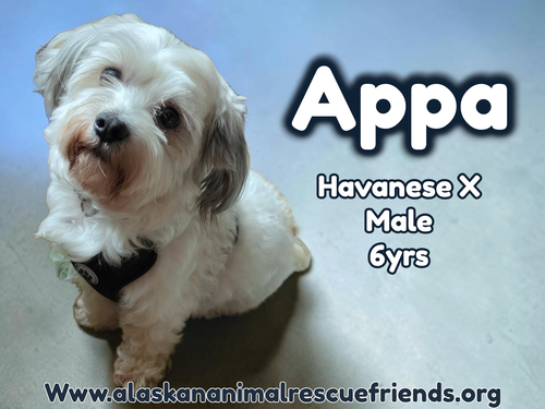 Appa, an adoptable Havanese in Anchorage, AK