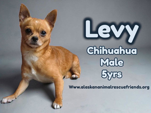 Levi