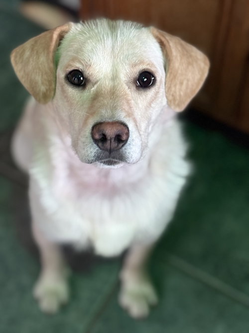 Luna, an adoptable Labrador Retriever in Anchorage, AK