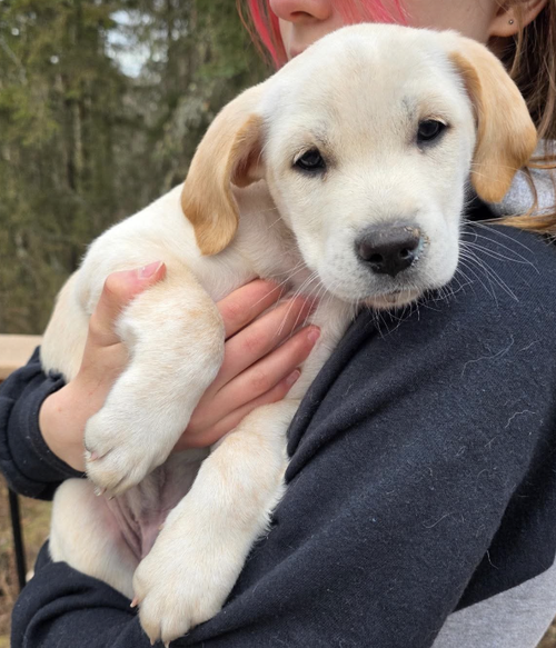 Nova, an adoptable Labrador Retriever in Anchorage, AK