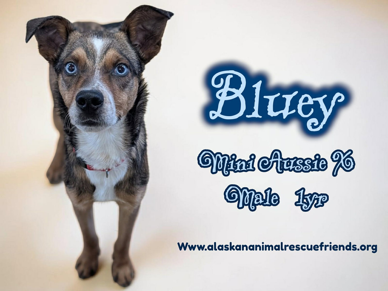 Bluey