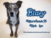 Bluey