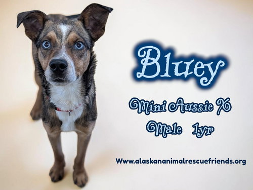 Bluey, an adoptable Australian Cattle Dog in Anchorage, AK
