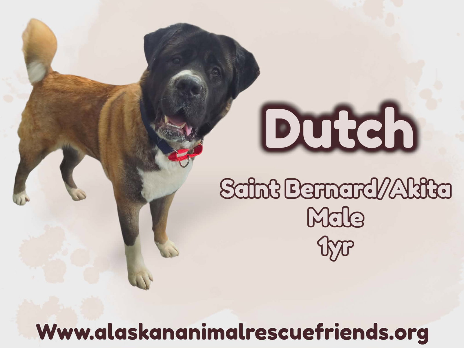Dutch