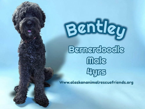 Bently, an adoptable Bernese Mountain Dog in Anchorage, AK