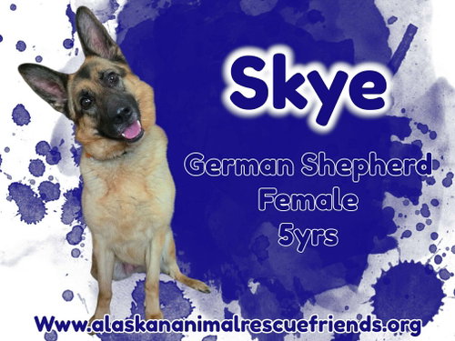 Skye, an adoptable German Shepherd Dog in Anchorage, AK