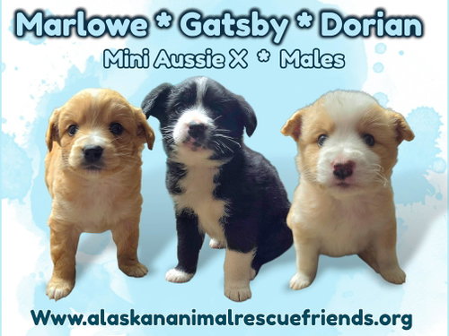 Marlowe, an adoptable Australian Shepherd in Anchorage, AK