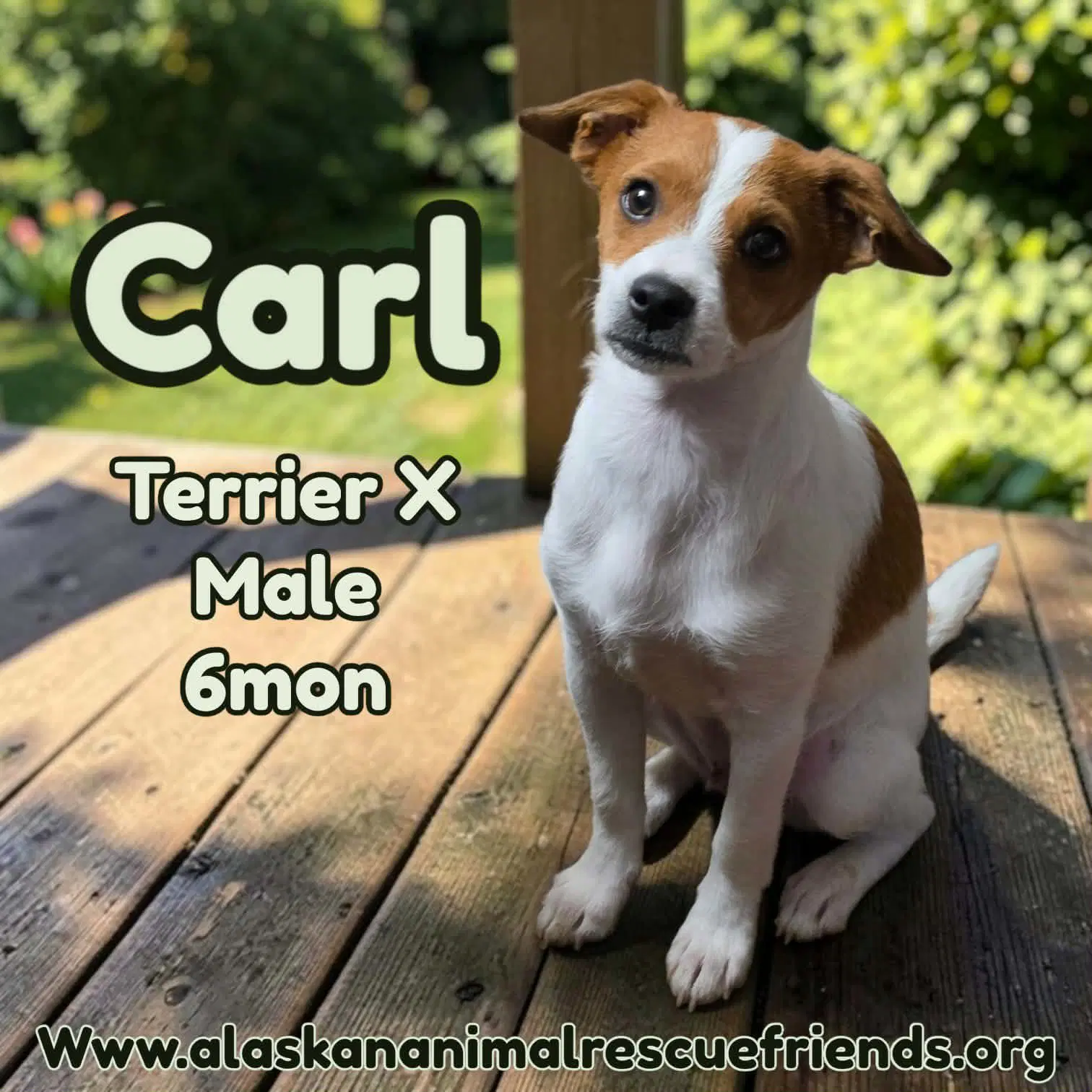 Carl - Corgi