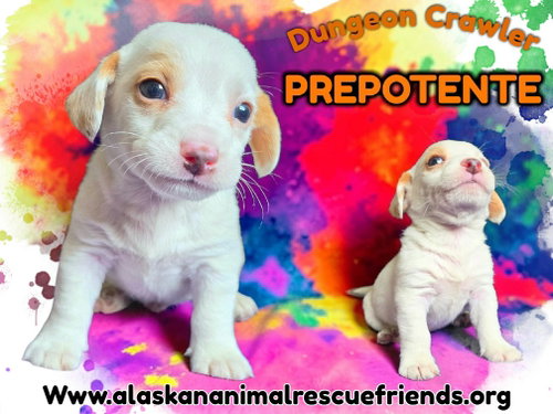 Dungeon Crawler - Prepotente, an adoptable Corgi in Anchorage, AK
