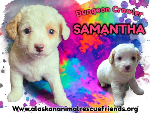 Dungeon Crawler - Samantha, an adoptable Corgi in Anchorage, AK