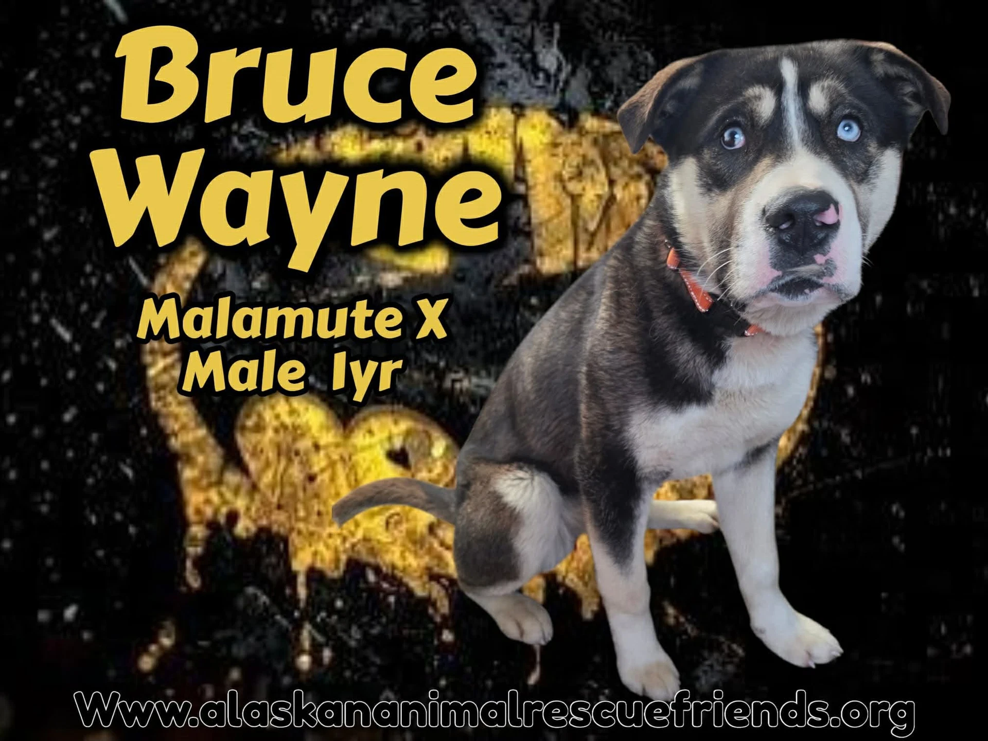 Bruce