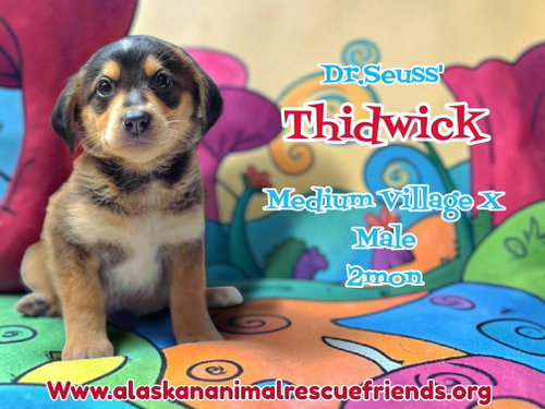 Dr. Suess Litter - Thidwick, an adoptable Husky in Anchorage, AK