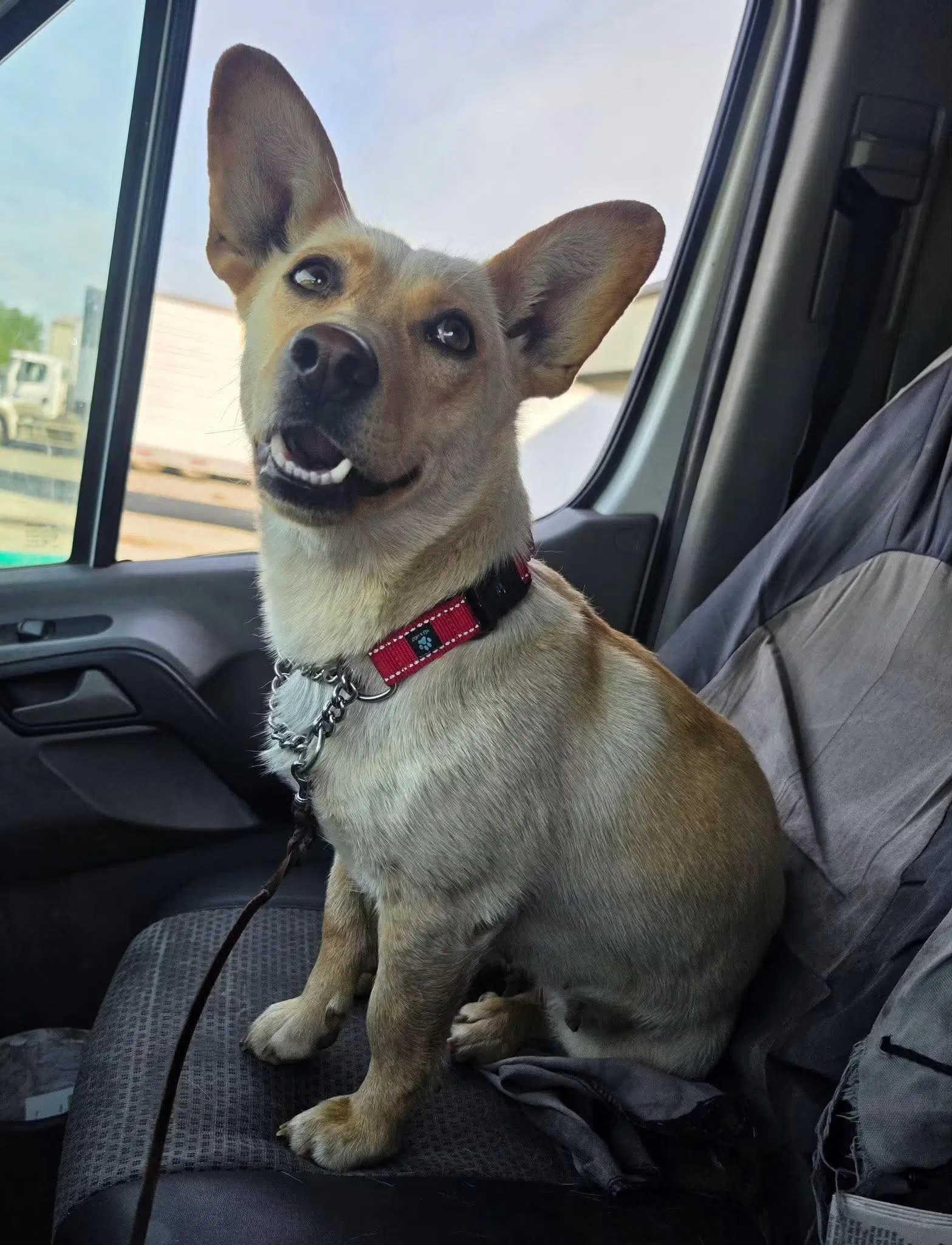 Beaut - Corgi