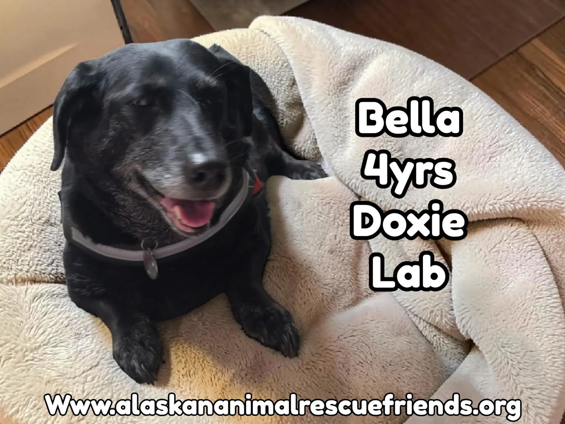Bella - Dachshund