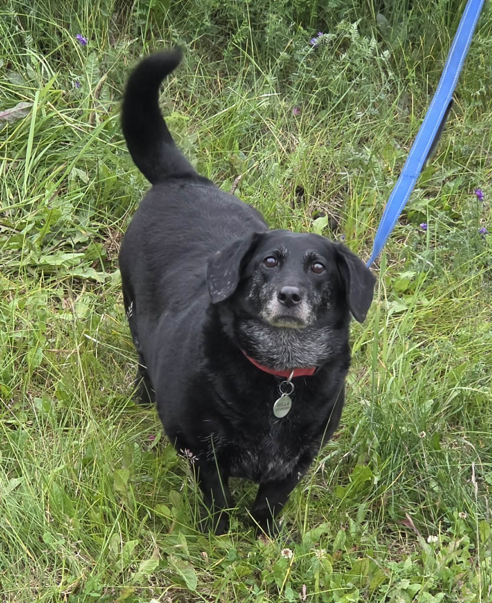 Bella image 3