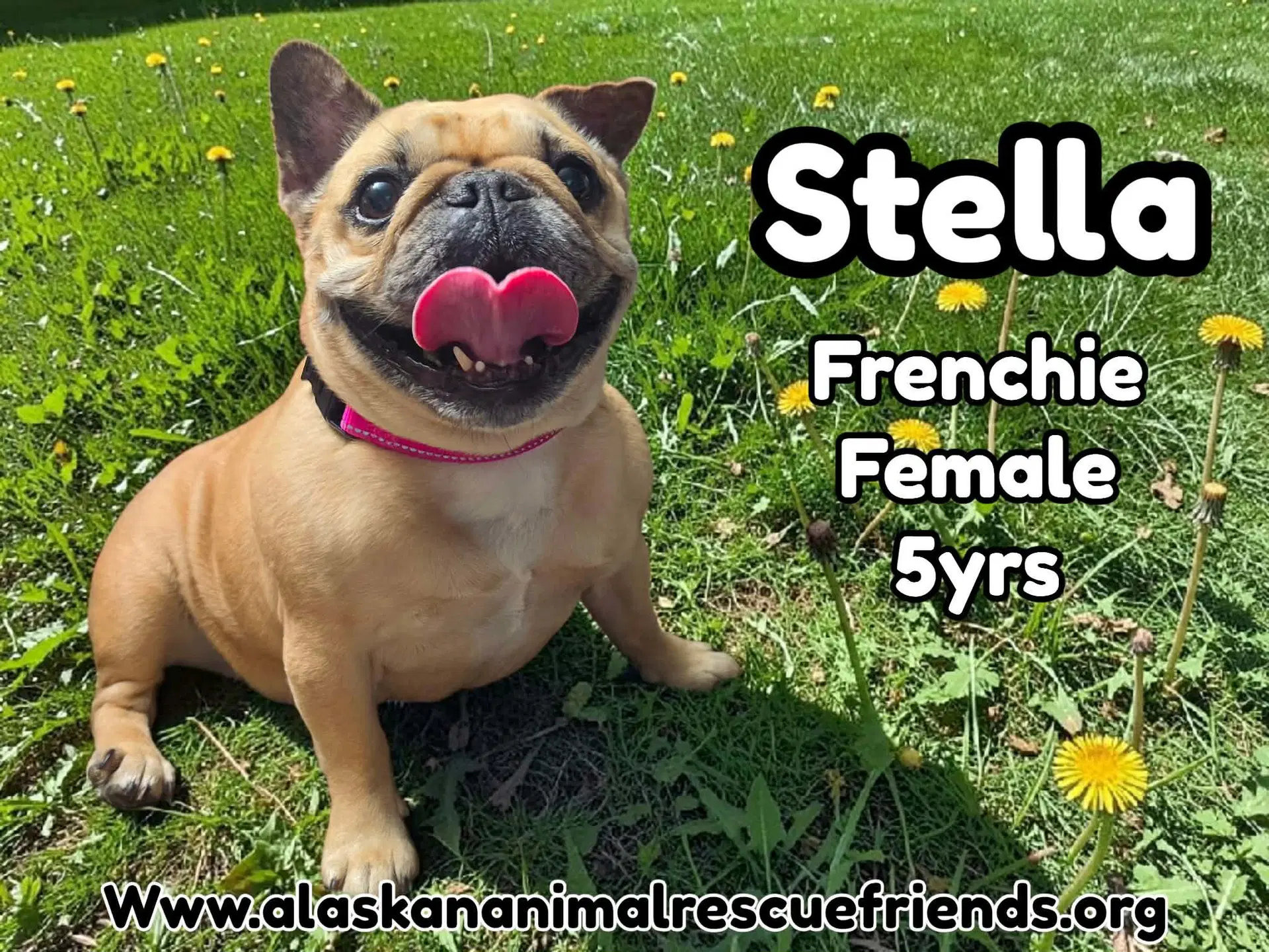 Stella image 2