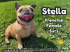 Stella
