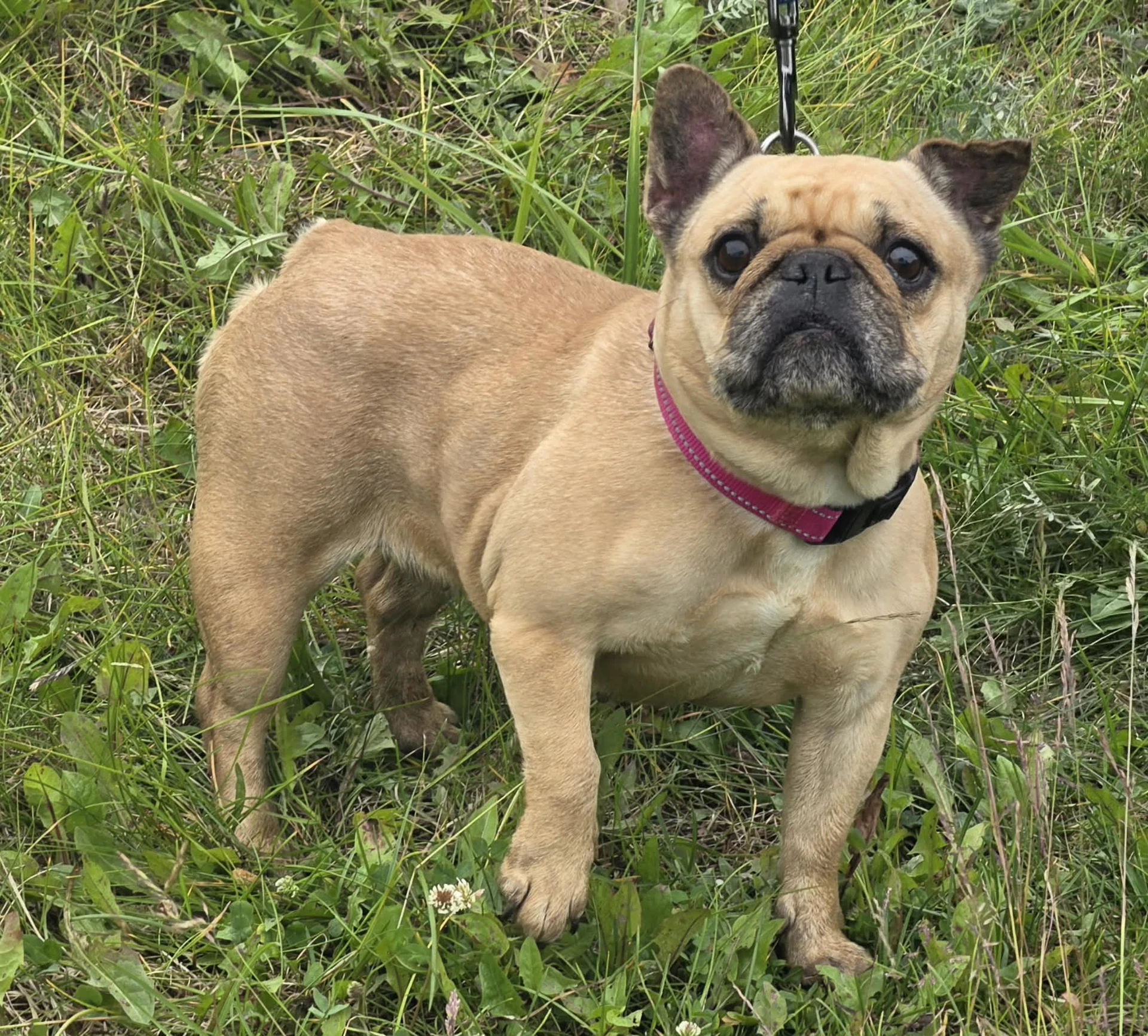 Stella