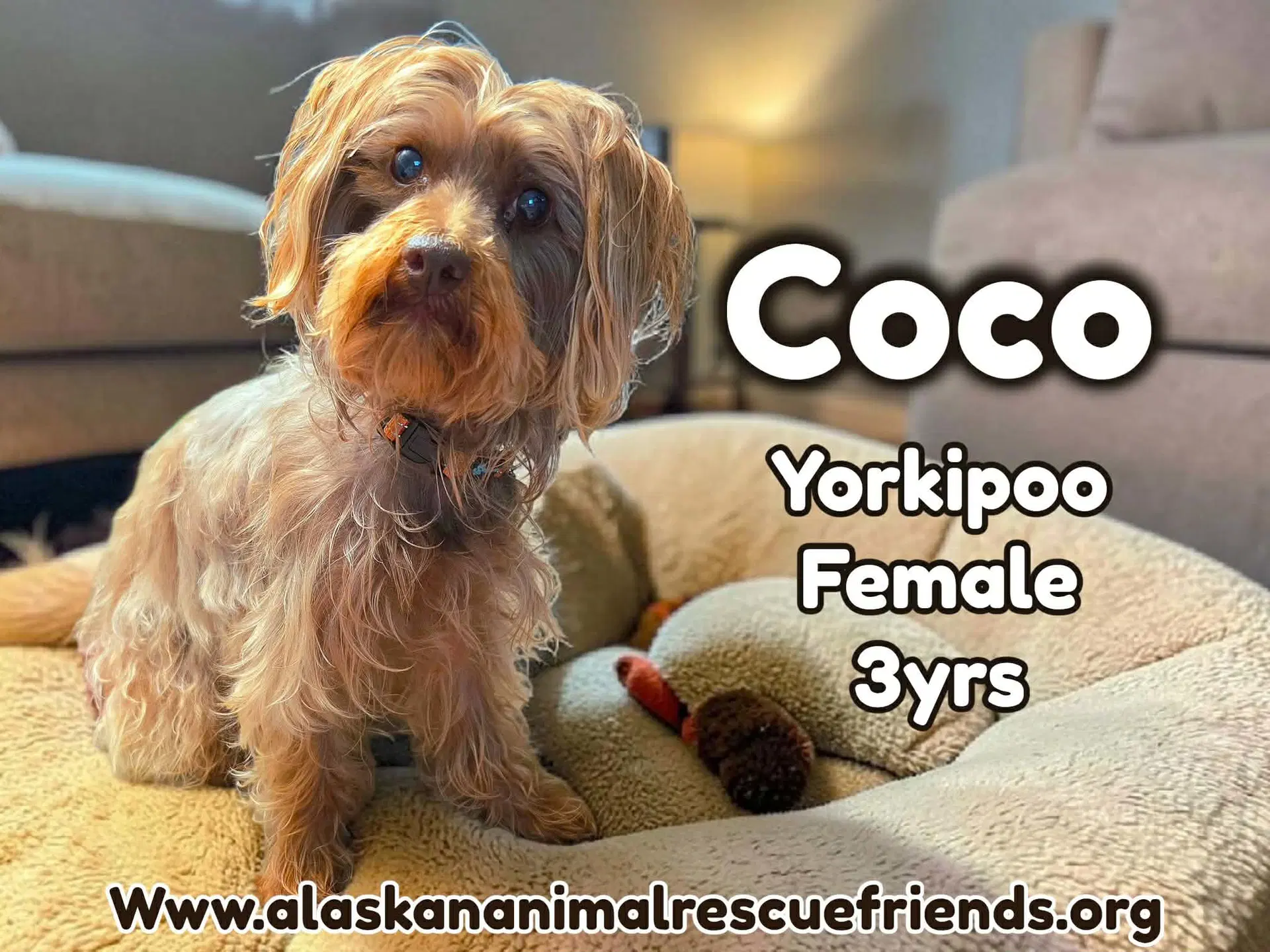Coco - Yorkshire Terrier Yorkie