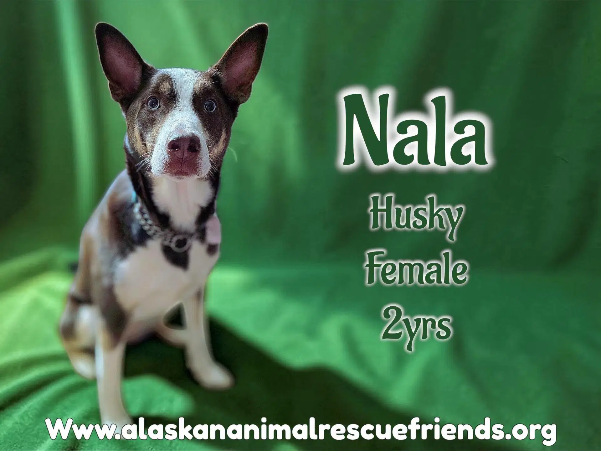 Nala - Husky