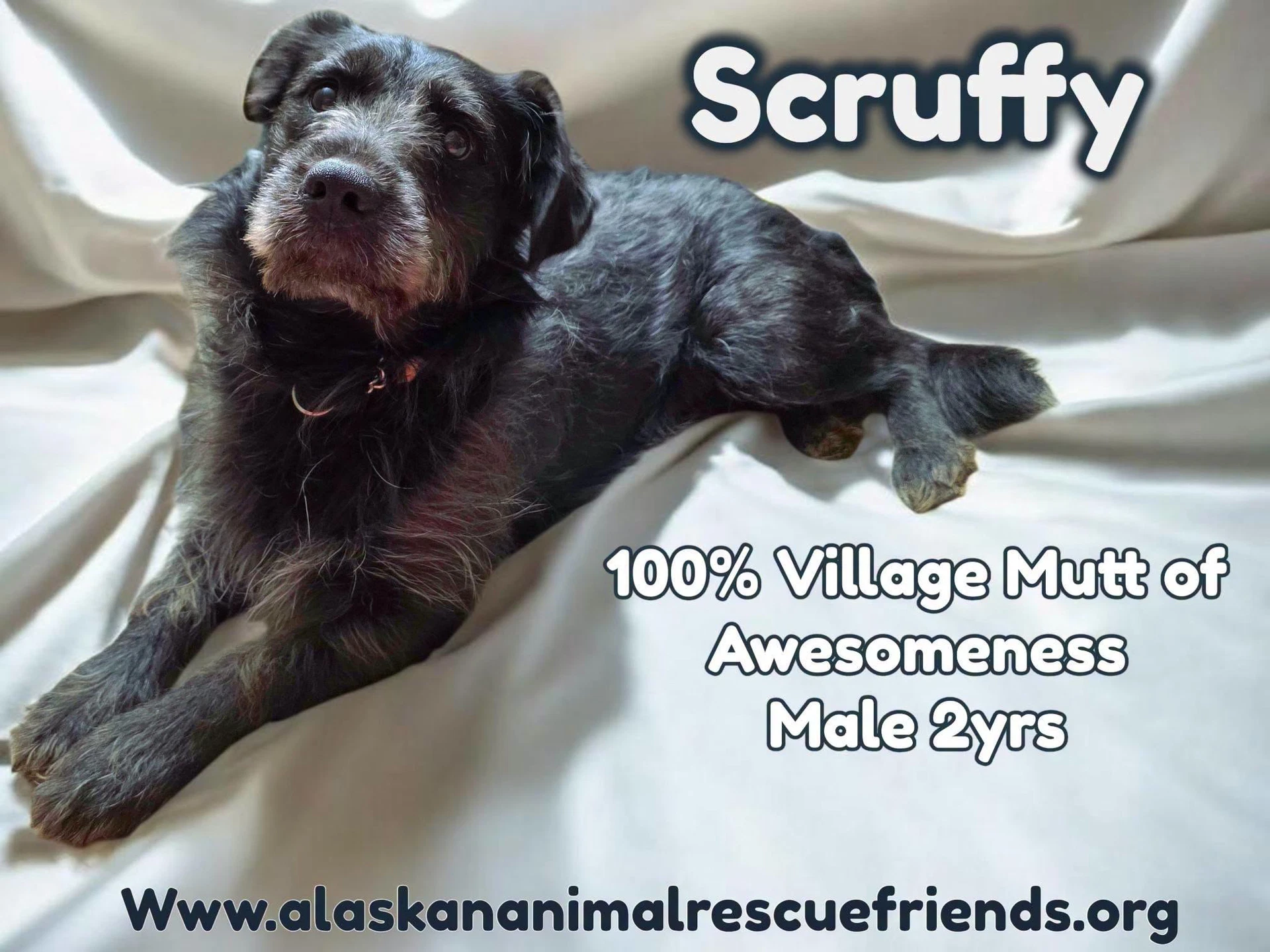 Scruffy