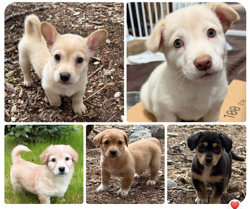 Destiny's Litter, an adoptable Dachshund in Anchorage, AK