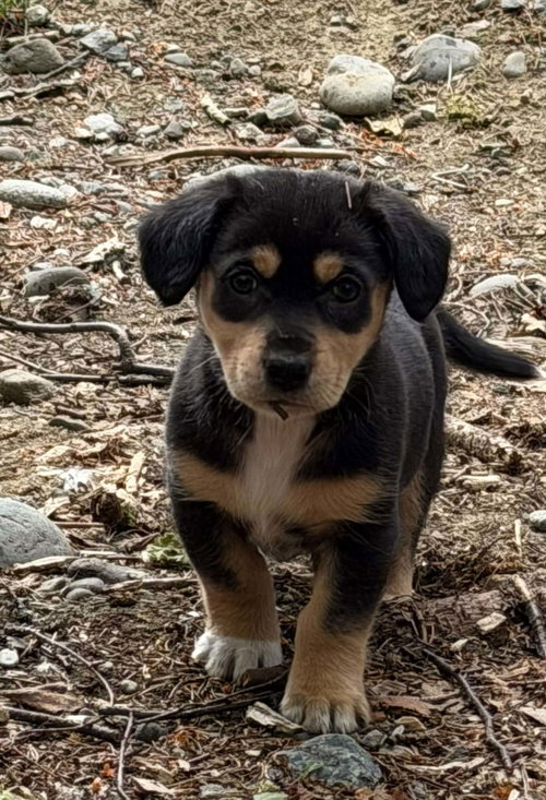 Destiny'S Litter photo 2