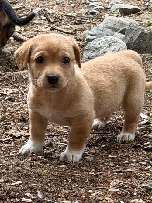 Destiny'S Litter photo 3