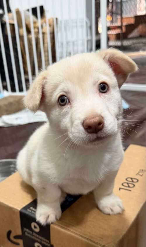 Destiny'S Litter photo 4