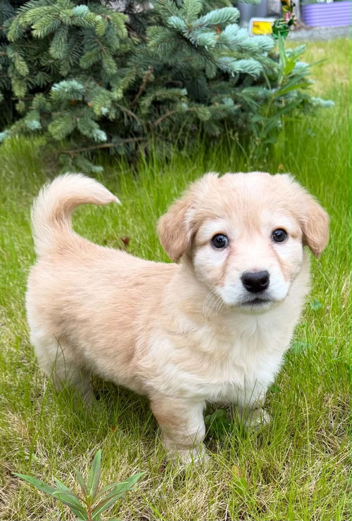Destiny'S Litter photo 5
