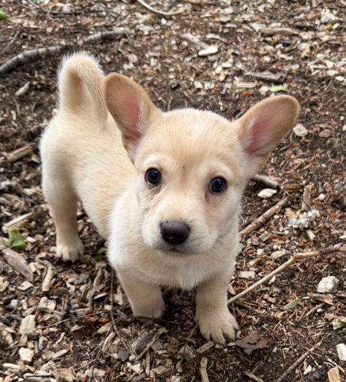 Destiny'S Litter photo 6