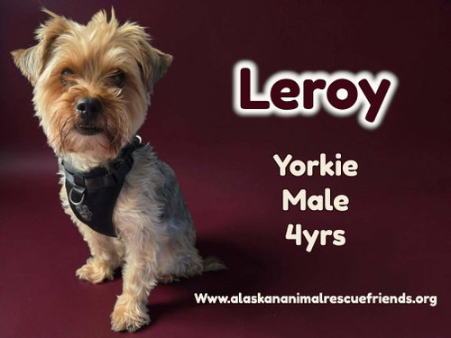 Leroy, an adoptable Yorkshire Terrier Yorkie in Anchorage, AK