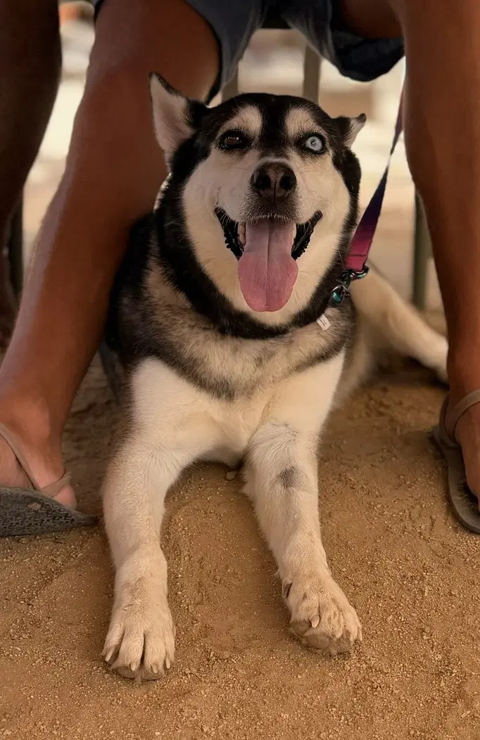 Skye La Paz - Husky