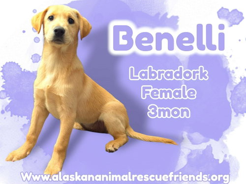 Benelli