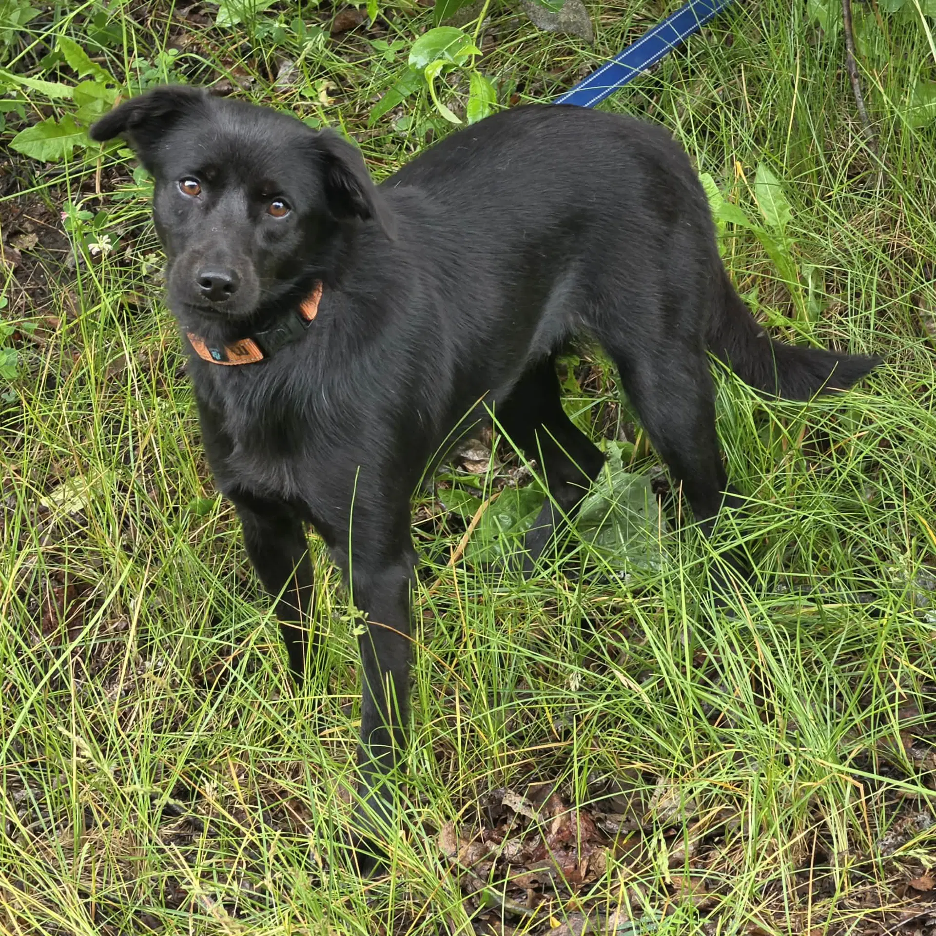 Blackie O - Labrador Retriever