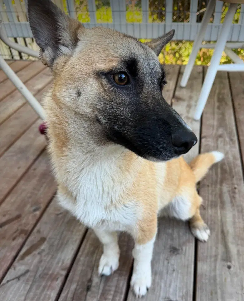 Lil Pete - Shepherd