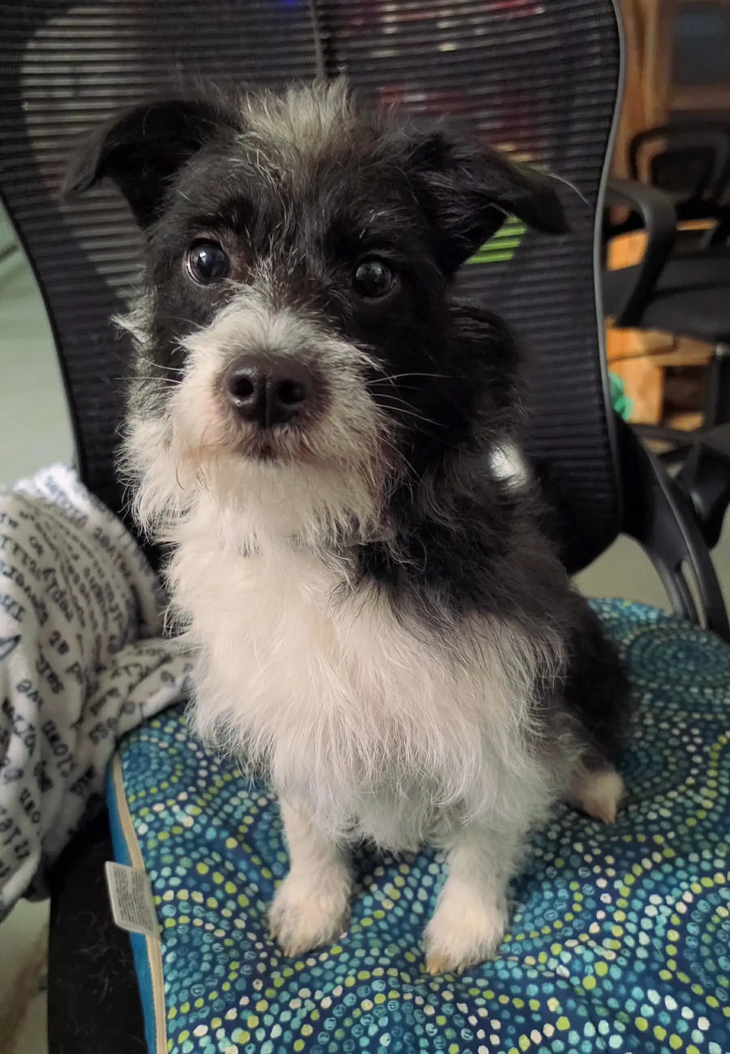 Luna - Yorkshire Terrier Yorkie