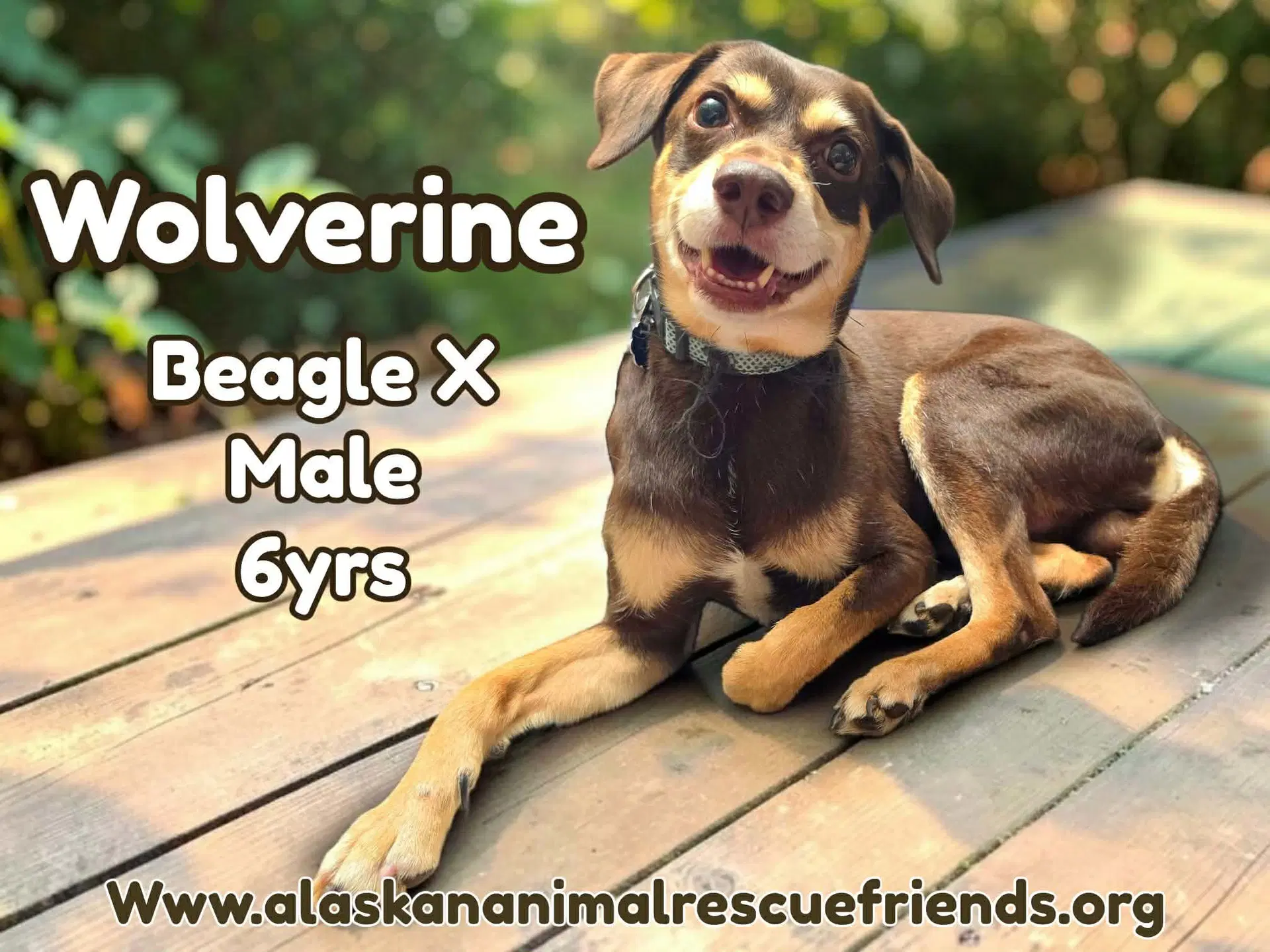 Wolverine - Beagle