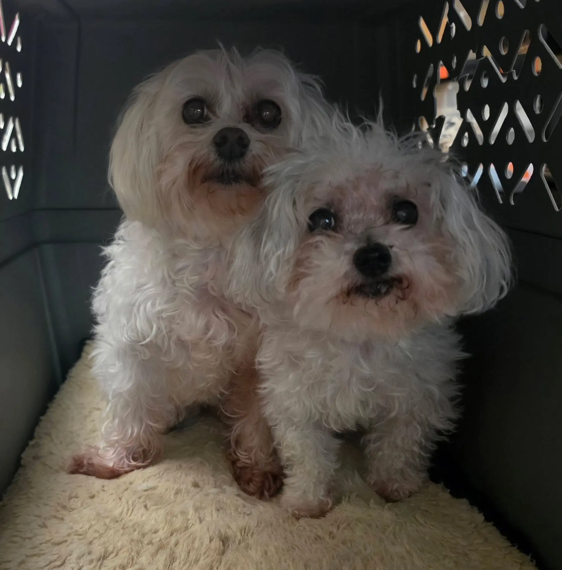Harlow  Gracie - Maltese