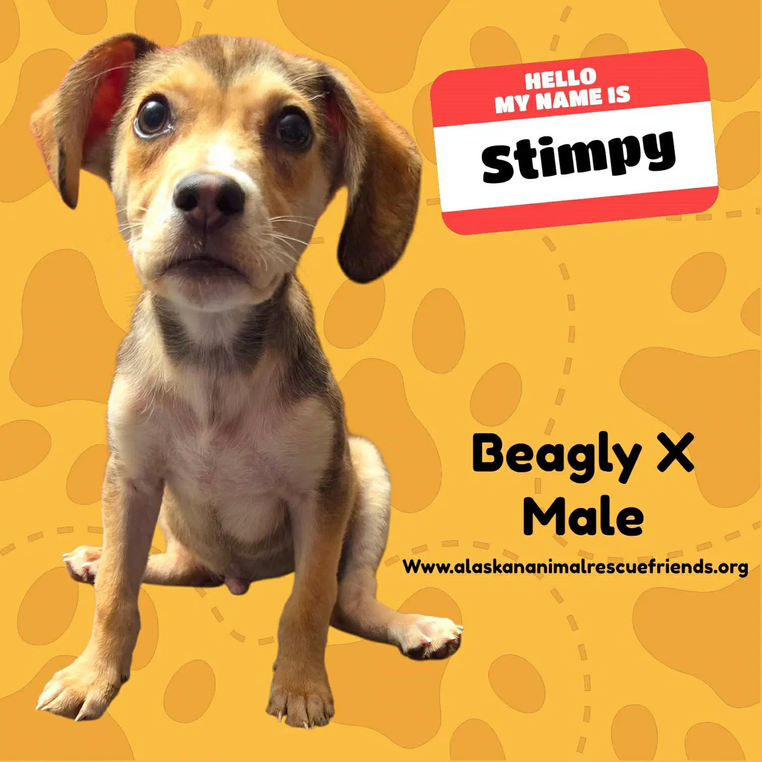 Stimpy - Beagle