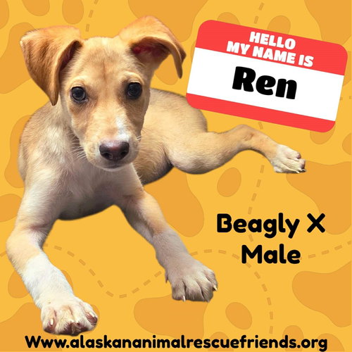 Ren, a dog for adoption from Alaskan Animal Rescue Friends