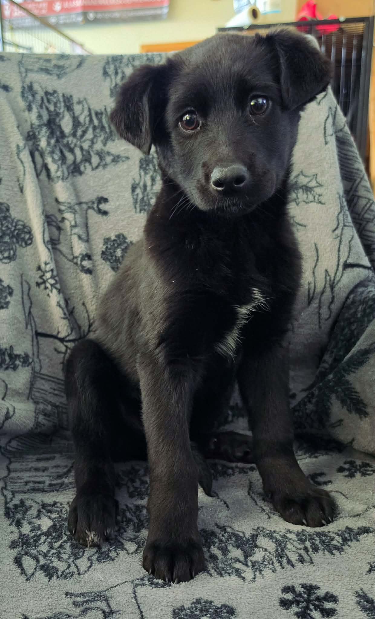 Cinder - Labrador Retriever