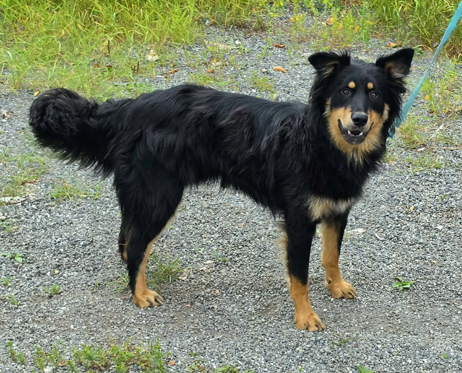 Max - English Shepherd