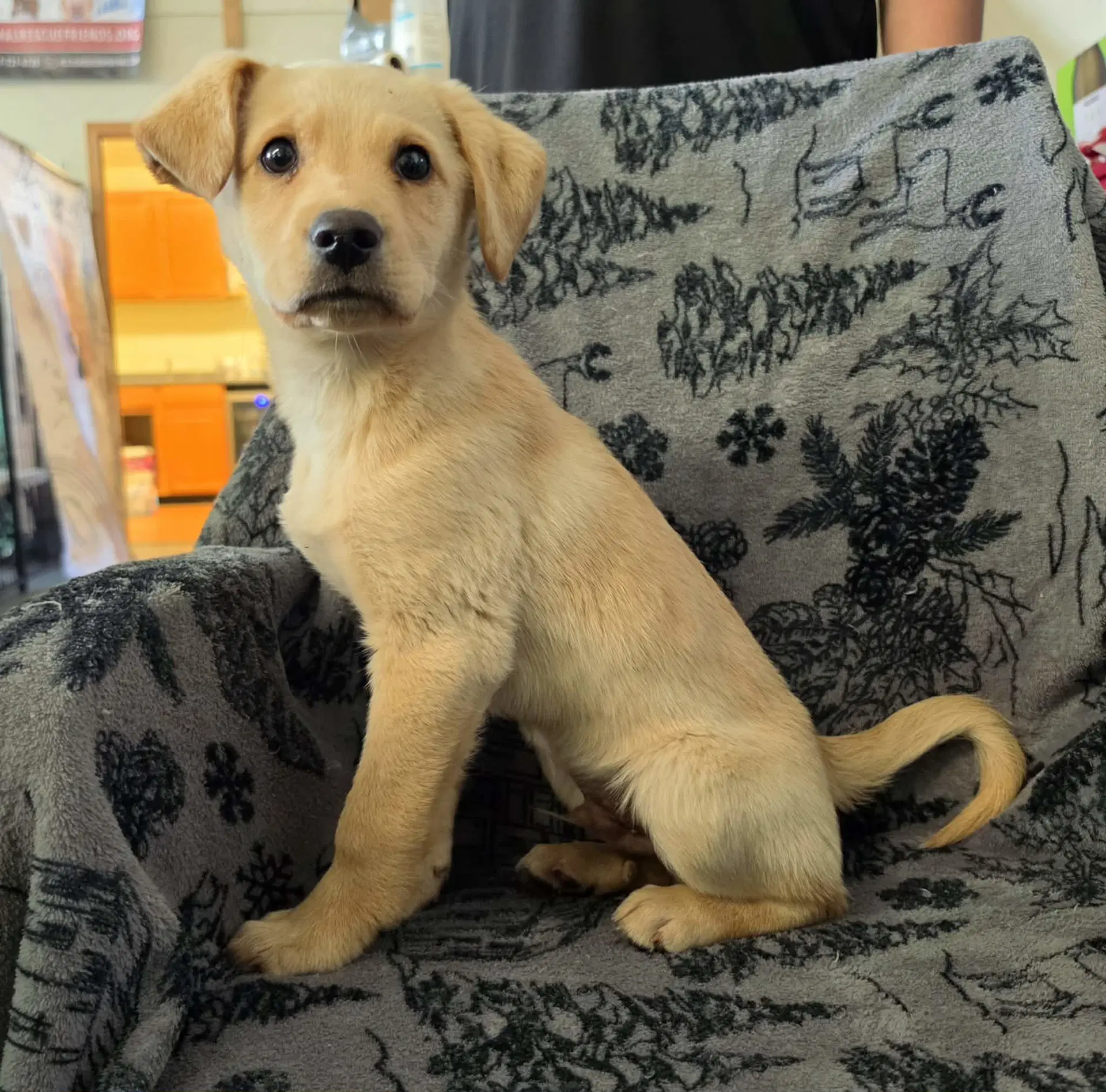 Spark - Labrador Retriever