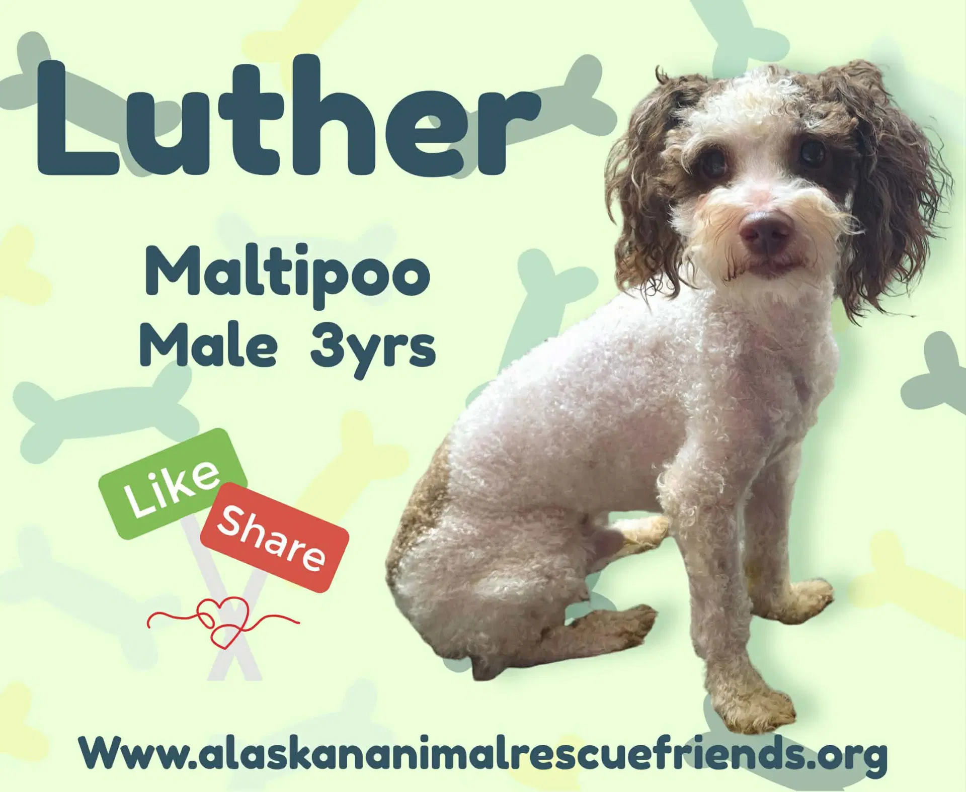 Luther - Maltese