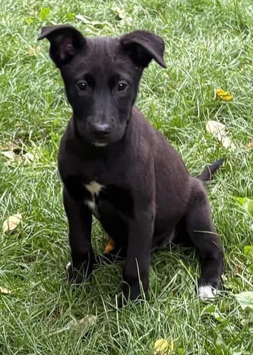 Loon, a dog for adoption from Alaskan Animal Rescue Friends