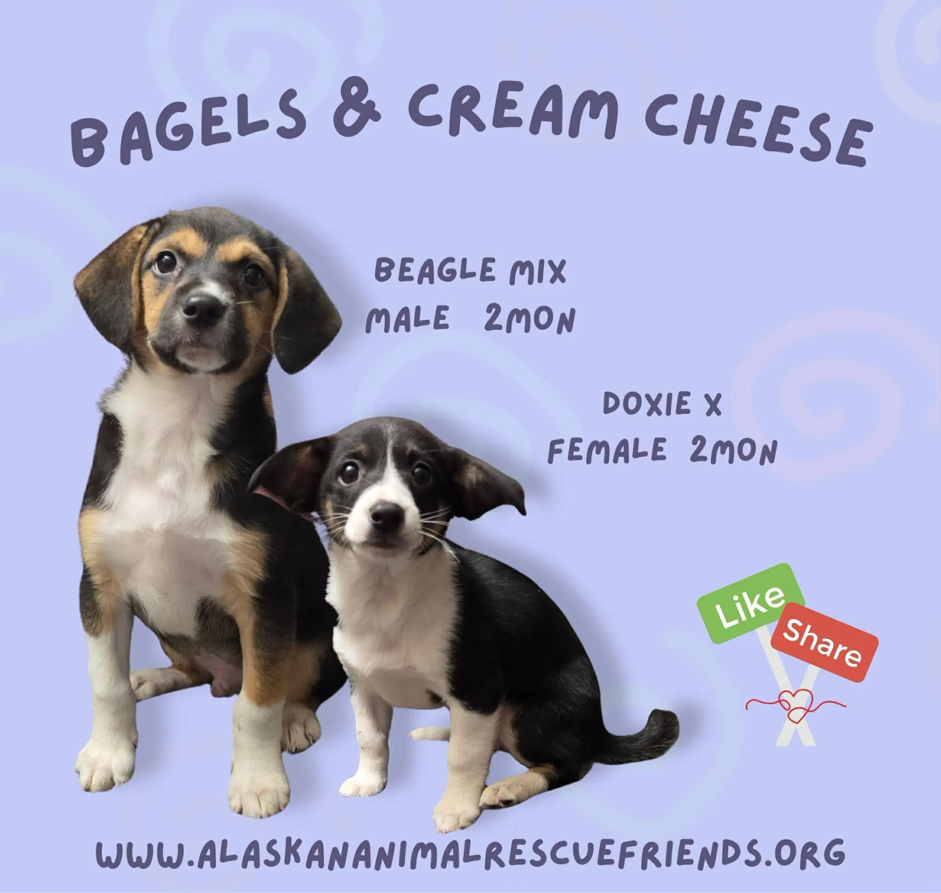 Bagels - Beagle