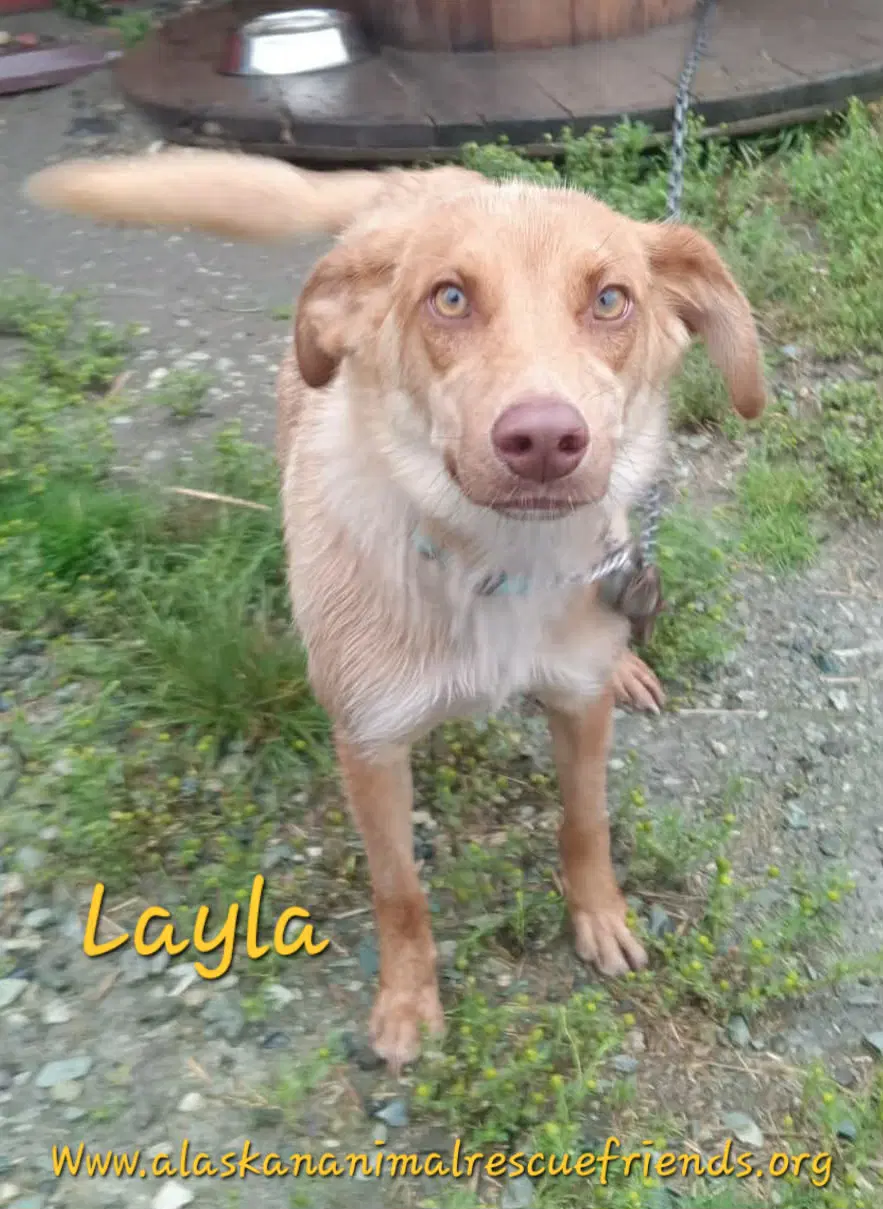 Layla - Spaniel