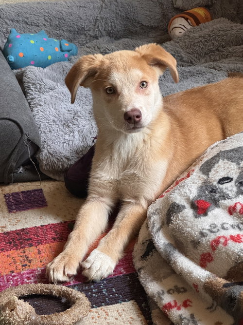 Tiko, a dog for adoption from Alaskan Animal Rescue Friends